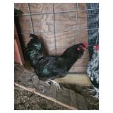 Black Ameraucana Rooster excellent quality