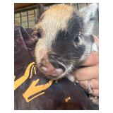 Male KuneKune/Pot Belly pig. 5 weeks old. Eating