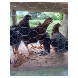 4 Pullet Brown leghorns. Born 6/20