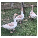 Trio of Pomeranian saddleback Geese