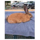 NZ Tort buck, 4 month old