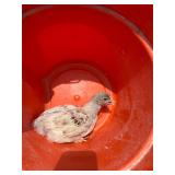 Splash laced red Wyandotte  2 months old