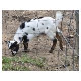 11 week old Nigerian dwarf buckling tri colored