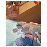 Turquoise quaker parrot 8 weeks old. Hand tame.