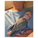 8 week old turquoise quaker parrot, hand tame.