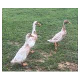 Trio-Fawn and White Splash Indian Runner Ducks