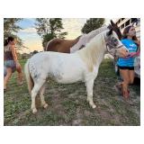 Holly, Amish broke mare pony about 4 or 5ï¿½years