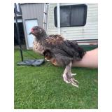 Brahma/Wyandotte cross. Spring 26ï¿½ï¿½ï¿½hatched