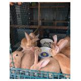 1-Flemish/NZ cross BUCK Bunny, 10 Weeks old