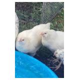 1 pair of 6 months old White Ameraucana