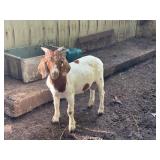 75% Boer buck kid DOB 3/30/26 sells on application
