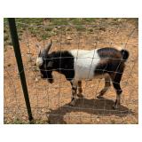 1y/o 1/4 fainter, 3/4 Nigerian dwarf proven buck