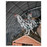 Ermine Rooster perfect colored egg maker