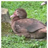 Dark Chocolate Shaded Muscovy Hen