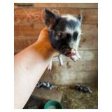 Male KuneKune/Pot Belly pig. 5 weeks old, eating