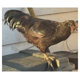 Ayam Cemani Rooster. 16 weeks old, some mulberry