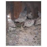 One pair of snowflake quail