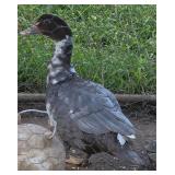 Muscovy appears to be a hen. 5 months blue ripple