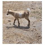 9 week Nigerian dwarf mini buckling tri colored