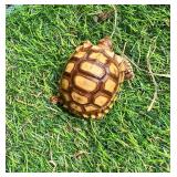 Four month old Sulcata hatchling
