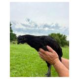 Ayam Cemani trio 1M 2F. Subadults. Not laying Yet
