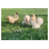Trio butterscotch cochin bantams.