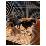 3 black English Orpington, 1 month old