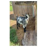 CiCi- Beautiful 3yr old Nigerian dwarf Doe