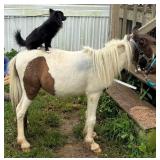 Mini horse  2.5 year old little guy, gelded