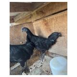 2-Ayam Cemani cockerels 10 weeks, no leakage