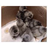 4 Blue egger chicks. Born 8/7, straight run.