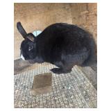 Mini Rex Show Quality Doe Age:3-4 years, soft fur
