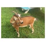 Harley-1.5y/o small Nigerian dwarf tri colored Doe
