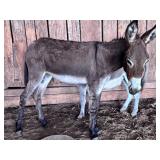 Young Standard Jenny Donkey