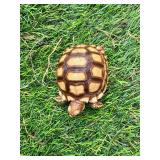 Four month old Sulcata hatchling