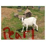 Nigerian Dwarf Pearl, excellent mother