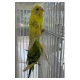 2 Colorful Parakeets, 1 Green Yellow Splash