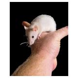 Hand tamed hooded male rat