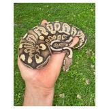 M-Ball Python. Morph- Fire, Black Pastel DH DG
