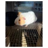 2- Female Guinea pigs, good mothers