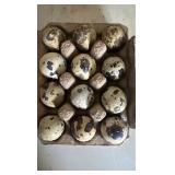 Dozen Coturnix Qauil eggs.