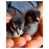 4 Black easter eggers. Born 8/7, straight run.