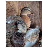 Blue Fawn Call Duck Pair, drake starting to color