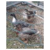 3-Call Ducks, two drakes one hen