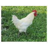 Young Breese Rooster,