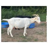 HOLLEYFARMS Misty Que 50% registered LaBoer doe