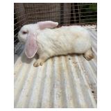 Holland lop Buck 2 months old