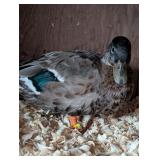 Grey Call Duck Pair, male starting to color nicely