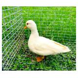 Tiny White Call Duck Hen 1y/o, super nice!!