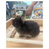 Netherland dwarf Black otter buck. Full pedigree